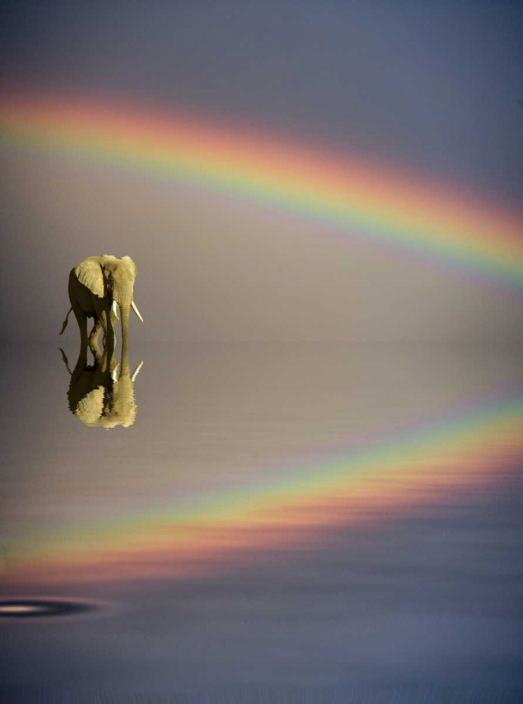 Kenya, Masai Mara Bull elephant and rainbow